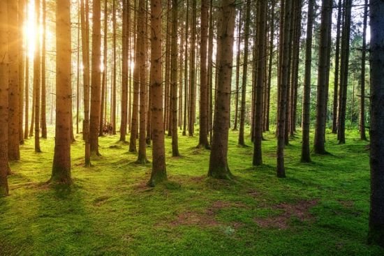 Lotta al cambiamento climatico: l’iniziativa Dove