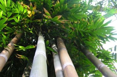 Pianta di Bambusa Tulda