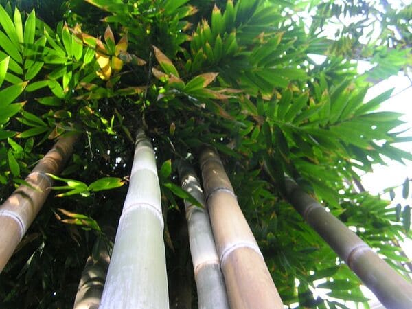 Pianta di Bambusa Tulda